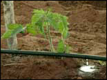agricultura irrigada 01